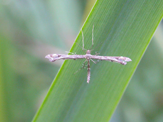 Amblyptilia acanthadactyla - Scherphoekvedermot