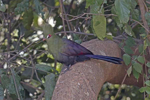 Tauraco persa - Green Turaco