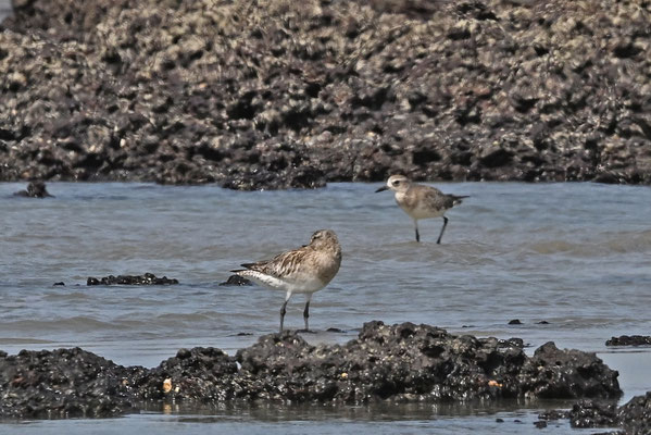 Limosa lapponica - Bar-tailed Godwit