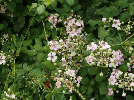 Rubus ulmifolius - Koebraam