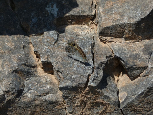Lasiommata maera