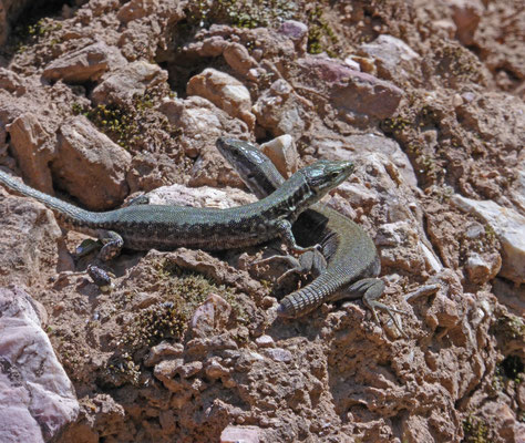 Muurhagedis (Podarcis muralis)
