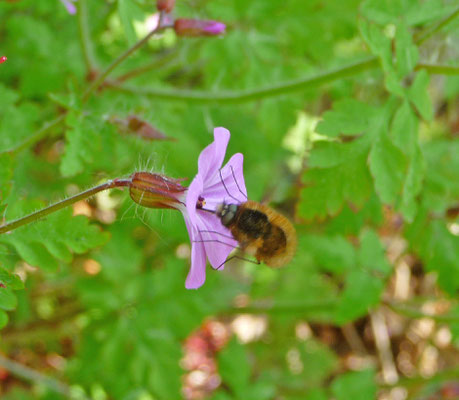 Bombylius species