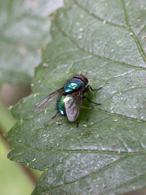 Lucilia spec. - Groene vleesvlieg onbekend