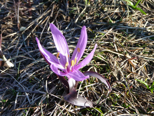 Crocus vernus - Purperkrokus