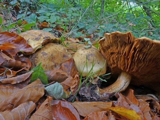 Cortinarius allutus - Honinggordijnzwam