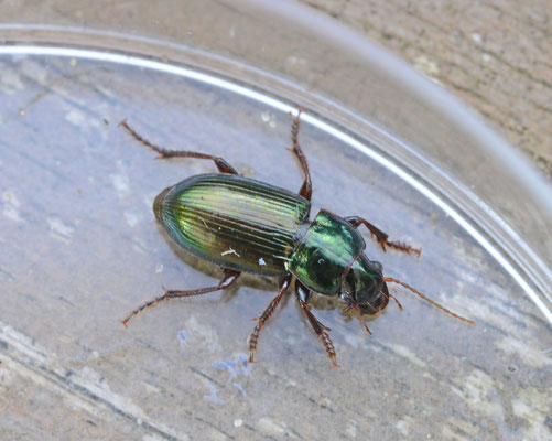 Harpalus affinis - Behaarde kruiper