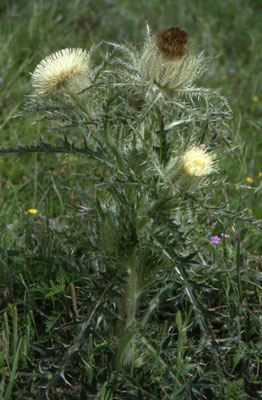 Cirsium horridulum - Yellow Thistle