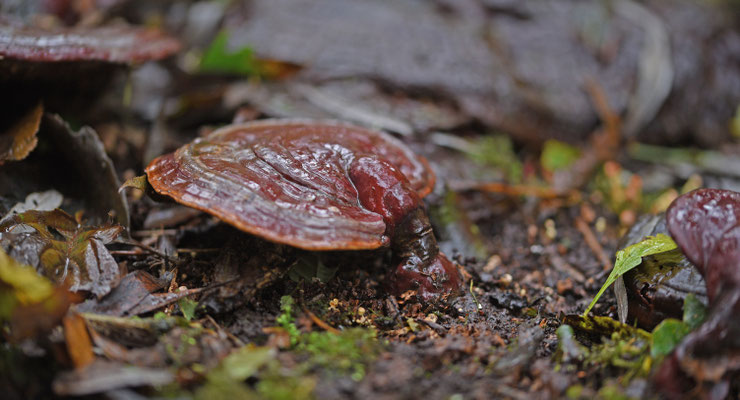 Ganoderma lucidum - Gesteelde lakzwam