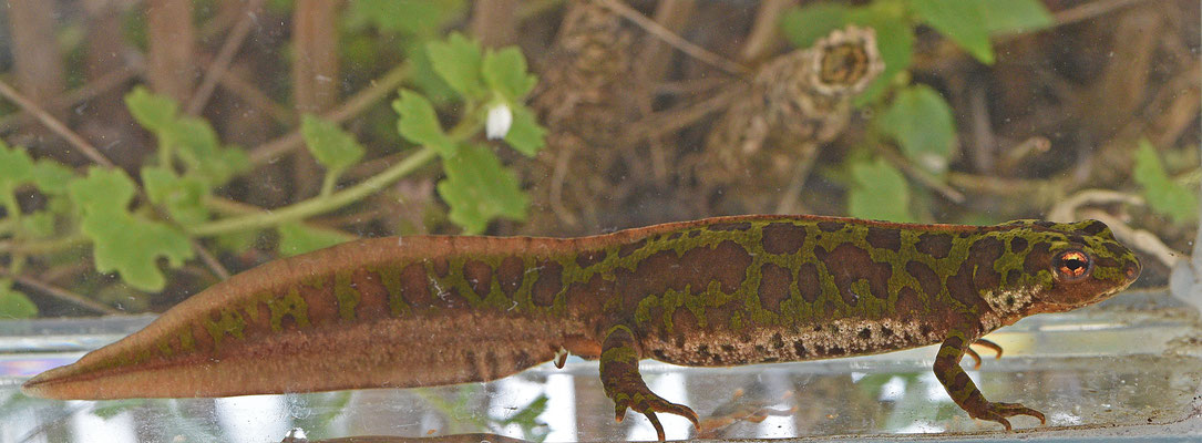 Dwergmarmersalamander vrouw