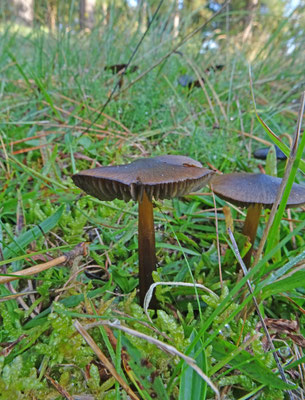 Hygrocybe conica  Zwartwordende wasplaat