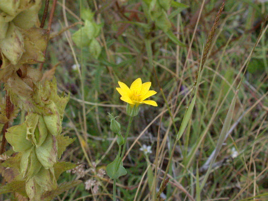Blackstonia perfoliata subsp. serotina - Herfstbitterling