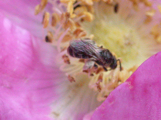 Lasioglossum spec- groefbij