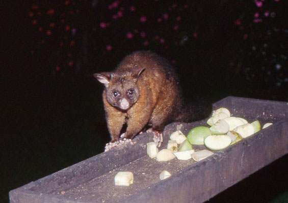 Common Brush-tail Possum
