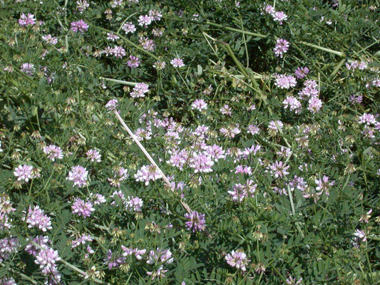 Coronilla varia - Bont kroonkruid