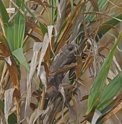 Mediterrane kameleon