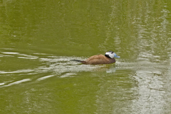 Witkopeend