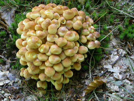 Hypholoma fasciculare - Gewone zwavelkop
