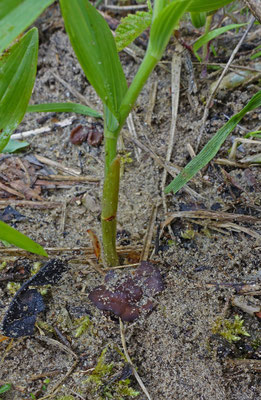 Stromatinia rapulum - Salomonsstromabekertje