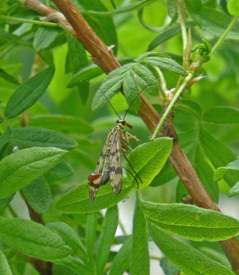 Panorpa vulgaris - Weideschorpioenvlieg
