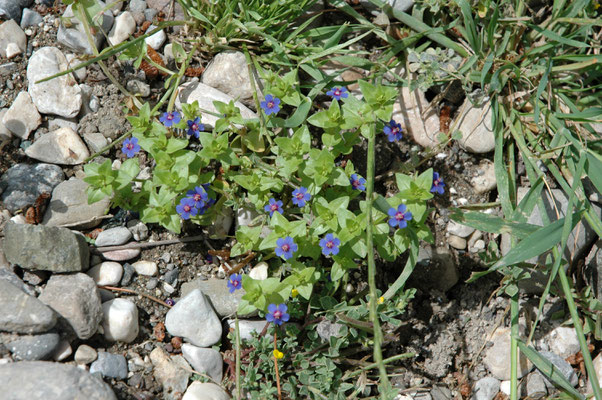 Anagallis arvensis foemina - Blauw guichelheil