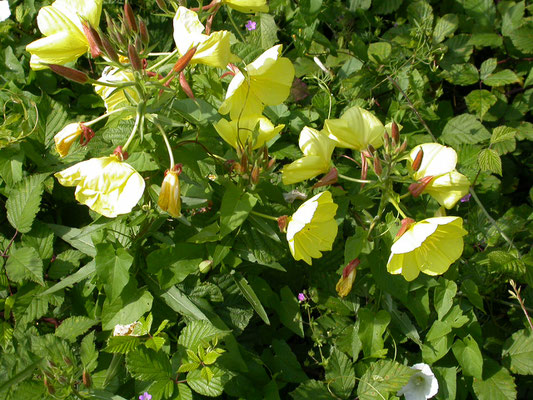 Oenothera erythrosepala - Grote teunisbloem