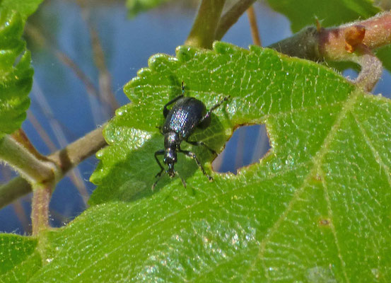 Deporaus betulae - Berkenbladrolkever