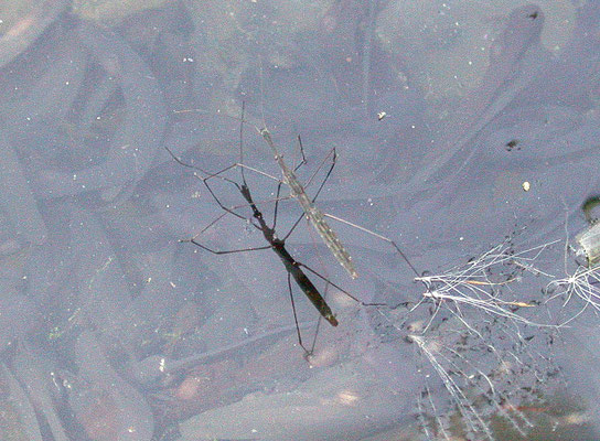 Hydrometra stagnorum - Vijverloper