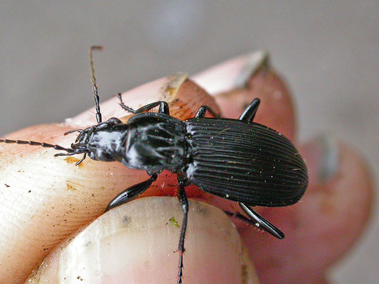 Pterostichus niger