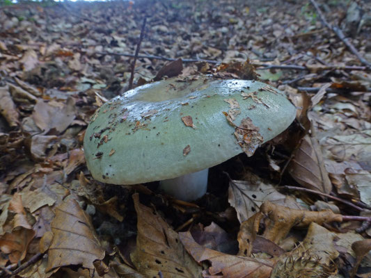 Russula heterophylla - Vorkplaatrussula