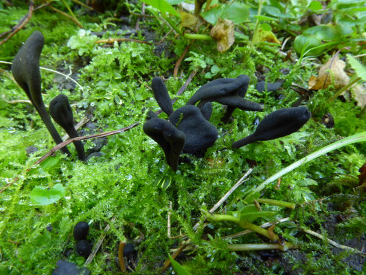 Trichoglossum hirsutum - ruige aardtong