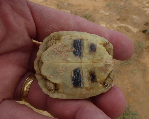 Testudo kleinmanni - Egyptische landschildpad