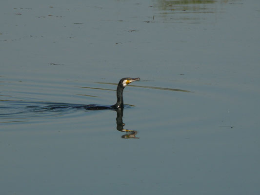 Grote aalscholver