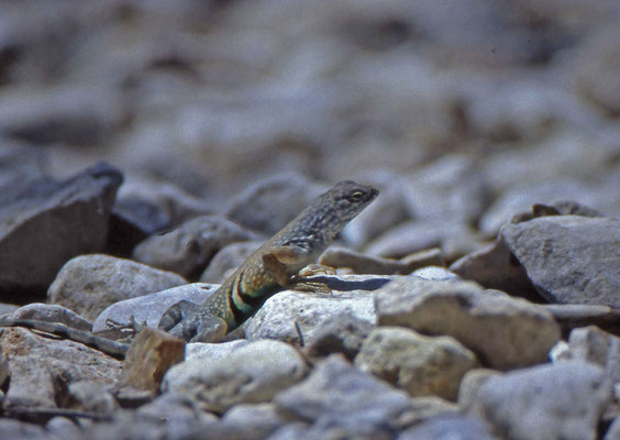 Greater Earless Lizard, male