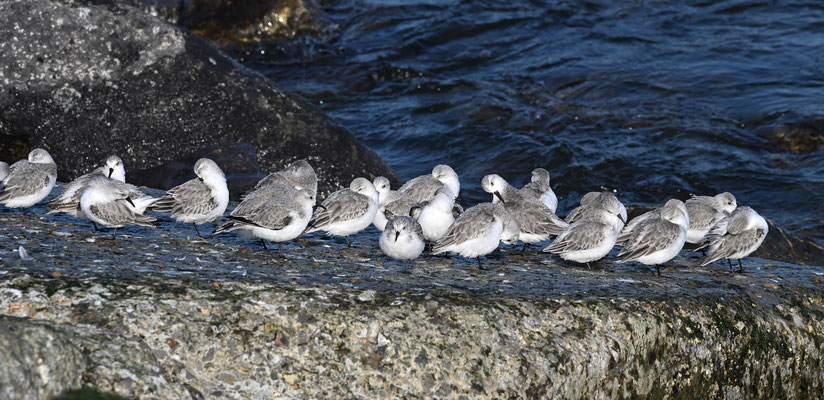 Drieteenstrandloper
