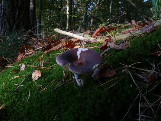 Russula caerulea - Papilrussula