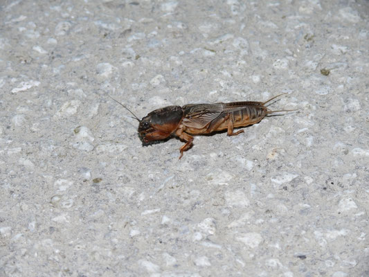 Gryllotalpa vineae
