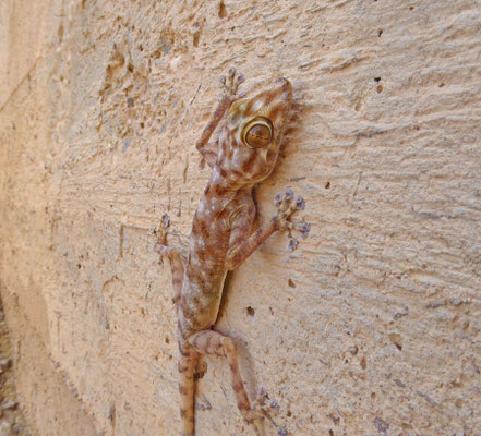 Ptyodactylus hasselquistii 