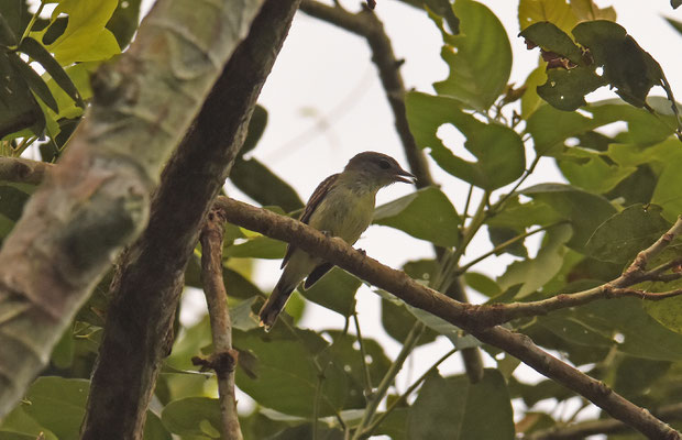 Yellow Olive Flycatcher