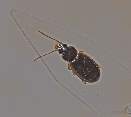 Trechus obtusus - Gewone boogkever