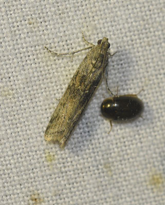 Ancylosis oblitella - Levervlekmot