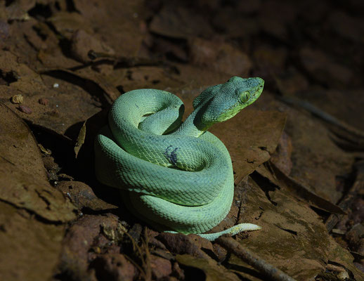 Bothriopsis bilineata bilineata - Groene Boomlanspuntslang (Papegaaislang)