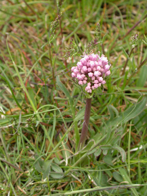 Valeriana globulariifolia