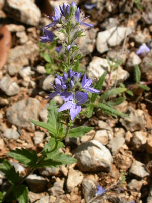 Veronica prostrata - Liggende ereprijs