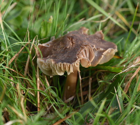 Hygrocybe irrigata - Grauwe wasplaat