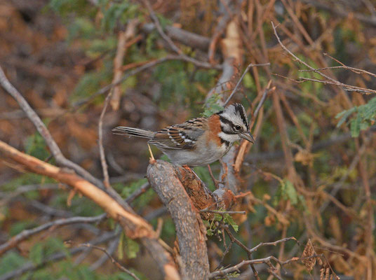 Rufous-collared Sparrow