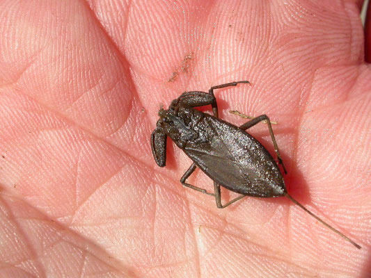 Nepa cinerea - Waterschorpioen