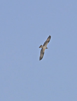 Pandion haliaetus - Osprey