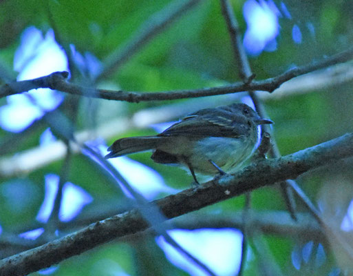 Yellow-crowned Elaenia