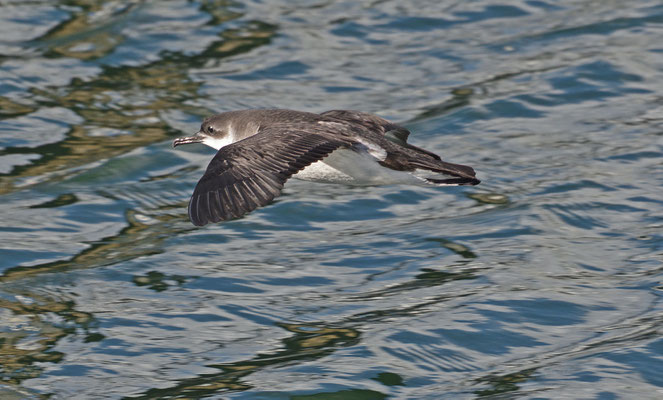 Noordse pijlstormvogel